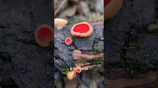 Have you ever seen these Elf Cups? #fungi #mushrooms #nature #uk