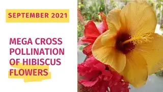 Mega Cross Pollination of Hibiscus Flowers | Sep 2021