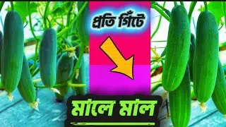 শসার ফলন বৃদ্ধির উপায় | শীতকালীন শশা চাষ পদ্ধতি টিপস ও টেকনিক | কৃষি ইশকুল 