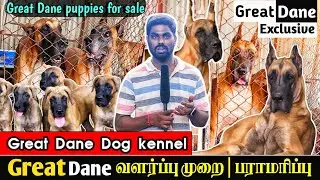 GREAT DANE Kennel | Top Quality Great Dane Puppies For Sale |‌ All About Great Dane Dog | Sky Media