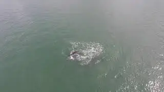 Whales Osa Peninsula