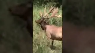 One to grow on !! #deerhunter #deerhunting #wildlife #hunting #deerhunt
