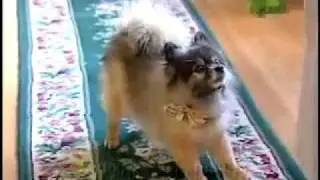 Dog Breeds 101 Video: Pomeranian