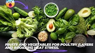 Organic Management of Heat Stress for Both Layer and Broiler Chickens (Fruits and Vegetables).