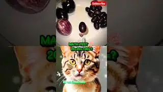 #catreaction
