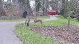 Spanish greyhound wants to play with other dogs in the park