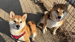 交流のJanuary柴犬のJoyful🐕💨