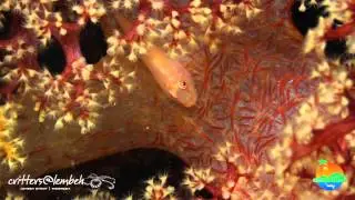 Muck Diving in Lembeh Strait Critters of the Weeks 27 & 28