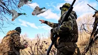 LATE Season Mallards and Geese in the Pacific Flyway