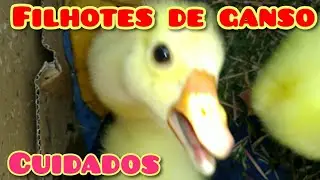 COMO CUIDAR de filhotes de ganso chinês branco sinaleiro ❤️