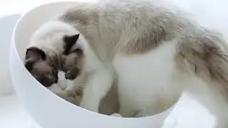 Cat Sphere Bed House With Rolling Track Ball