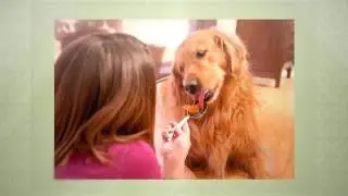 TriCity Veterinary Hospital - People Approved Food for Dogs