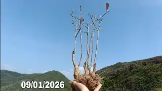 🌳BSKR - gl ae hôm nay có bạch điểm hồng, hồng sơn liễu tàn rin thiên nhiên (09/01/2026)☎️0965773818
