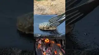 Rock Grill Sea Worm