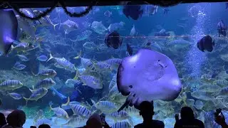 Up Close with Stingrays: An Amazing Feeding Presentation