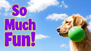 DOG Goes CRAZY Playing With Ball Launcher
