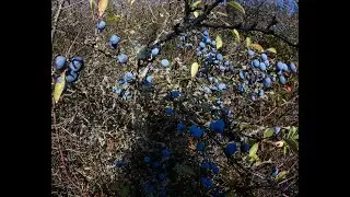 Schlehen dörren