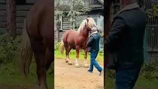 Конь , Владимирский тяжеловес  вес 850 кг #лошади ￼