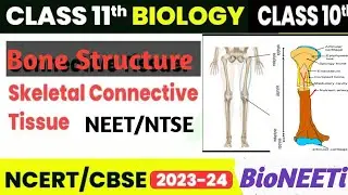 Specialized Connective Tissue Bone Structure Types Of Bones NEET NTSE Biology
