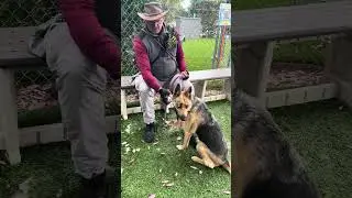 NEW A5697749 Sydney | German Shepherd