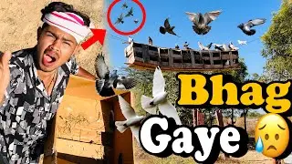 Aaj fir bhag gaye kabuter😥🥺