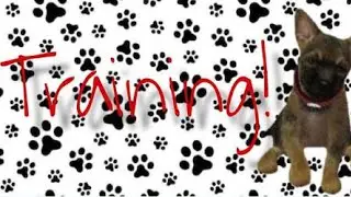Nintendogs series | #1 | training Kousuke's version