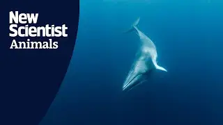 Brain reading experiment reveals minke whales can hear high-frequency sounds