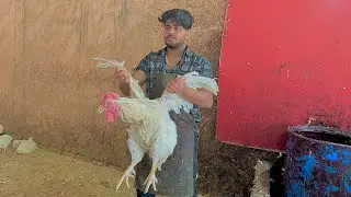 Big 😱chicken cutting || Muruga cutting || amazing chicken cutting skills ||