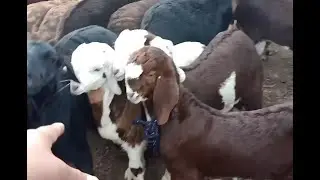 Rajasthan Bakra Mandi tonk goat market live updet cover with price 23 January 2020