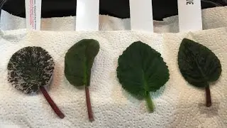 Selective Gardener African Violet Unboxing - Optimara Violets