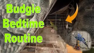 Budgie Bedtime Routine with Kiwi and Pixel