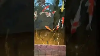 Fish😍 #trending #viralvideo #fish #youtubeshorts #2025 #natural #adventure