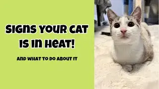 Is Your Cat In Heat? And What To Do About It!