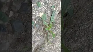 Ants finish off maggot in 15 minutes during adventure of Simon the walking Cat.