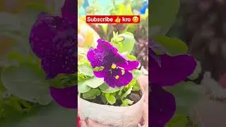 🌼Pancy ke rang.#youtubeshorts #motivation #tendingsong #gardening #flowertypes #nature #pancy