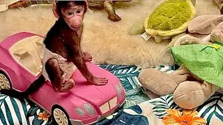 Николь устроила мне ГОНКИ, я еле успеваю от нее убегать😘