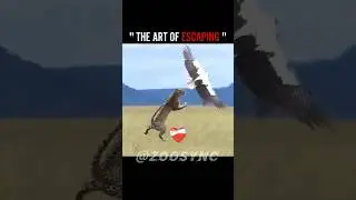 The art of escaping 💀❤️&zwj;🩹 #animals #shorts