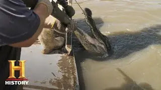 Swamp People: Hunting the Black Gold Gator (Season 10) | History