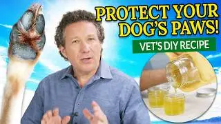 Cracked Dog Paw Pads? Veterinarian's Guide to Paw Balms + DIY Recipe!