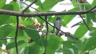 Striped Flowerpecker