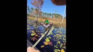 Swamp scouting therapy#stupidduck #duckhunting  
