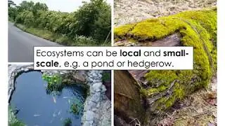 1  Ecosystems and local ecosystem