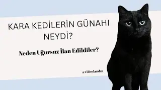Kara Kedilerin Günahı Neydi? Neden Uğursuz İlan Edildiler?
