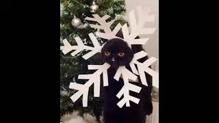 Они воины