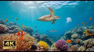 🐠 Aquarium Relaxation Video 4K – Peaceful Coral Reef Fish with Ambient Music