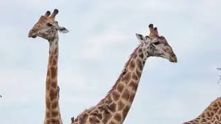 The She-Camel