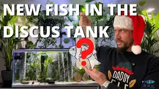 NEW FISH IN THE DISCUS TANK - new featured fish - A Casa dos Discus