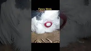 pigeon laying eggs short video 💕