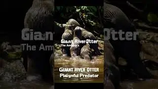 Giant River Otter | The Amazon&rsquo;s Playful Predator 🦦🌊 | #remix #dj