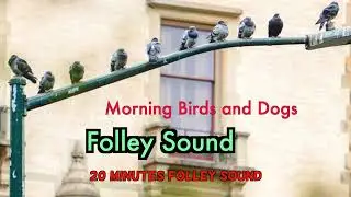 Morning Birds And Dogs Folley Sound | Free Stock | Download free Stock |